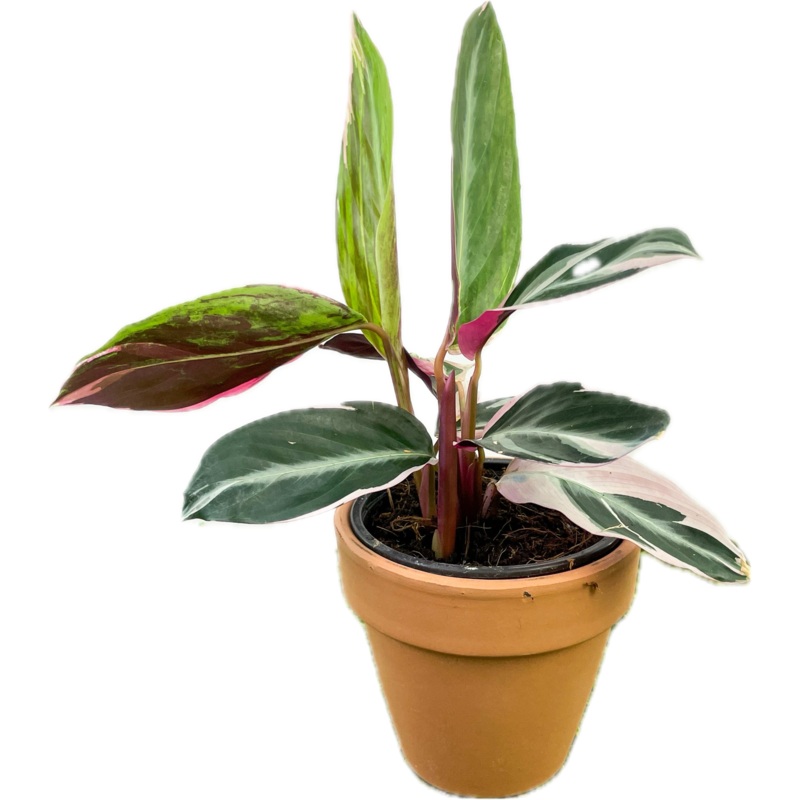 Stromanthe ‘Triostar’|4″|6″
