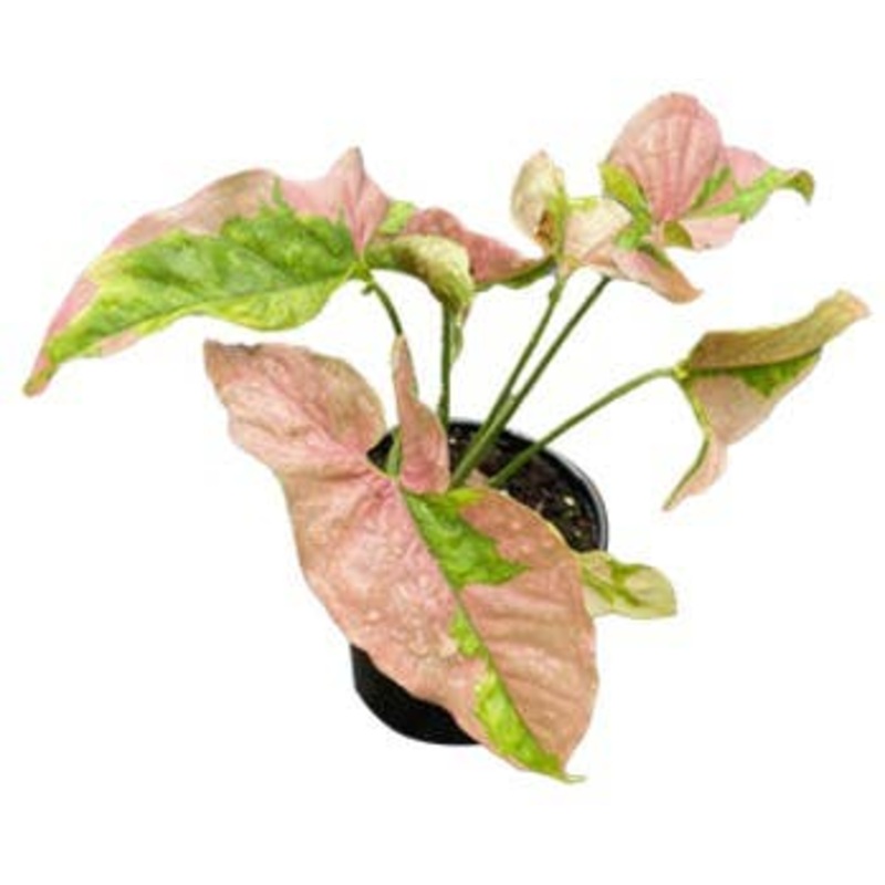 Syngonium Pink Lava 4