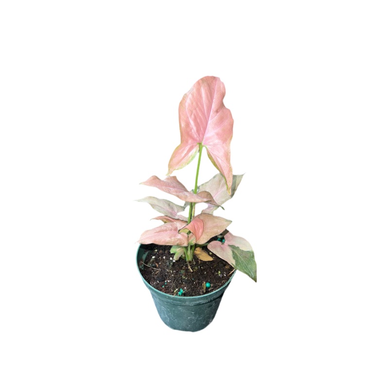 Syngonium Pink Perfection 4