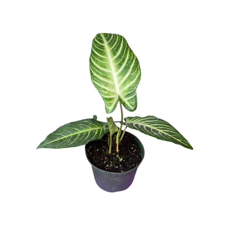 Xanthosoma Lindenii 6