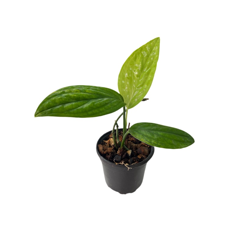 Monstera Peru Variegated 4