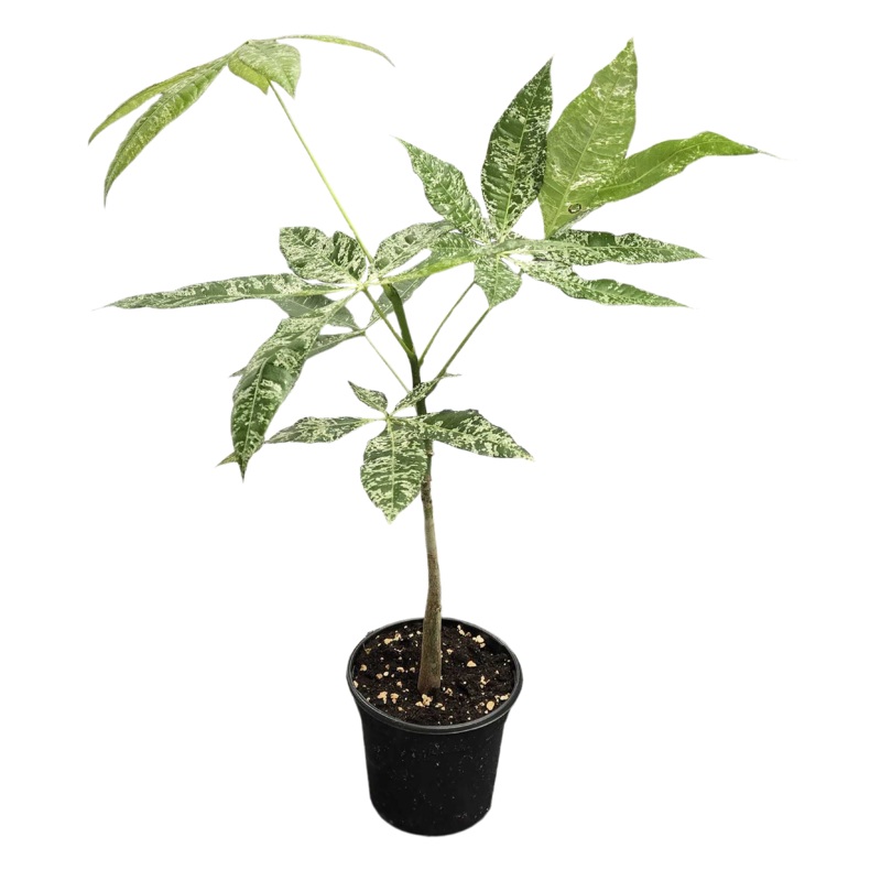 Pachira Money Tree Variegated 4