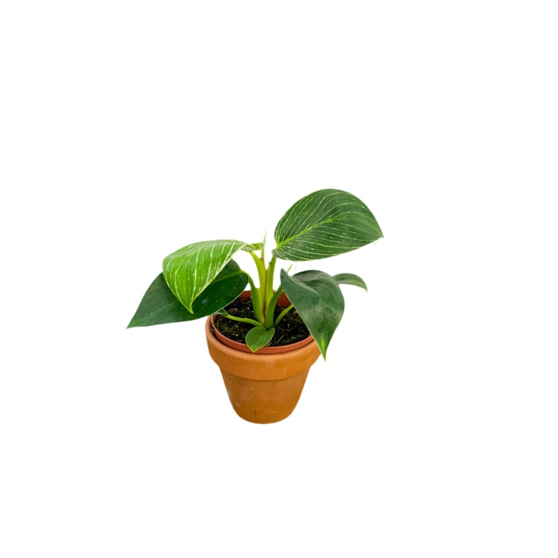 Philodendron ‘Birkin’|4″|6″