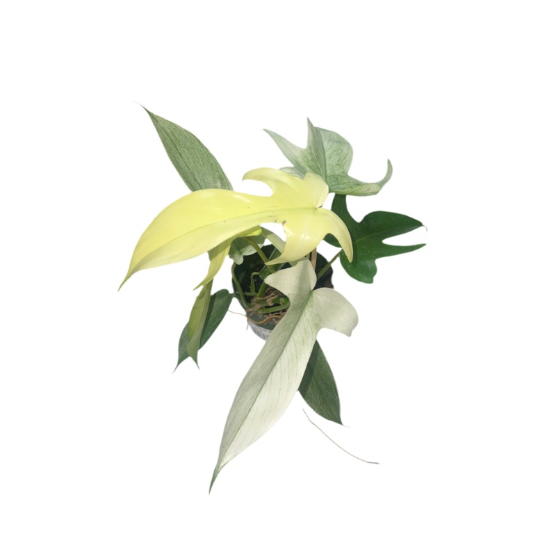 Philodendron ‘Florida Ghost’ 4