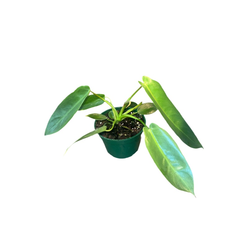 Philodendron ‘Spiritis Sancti’ 4