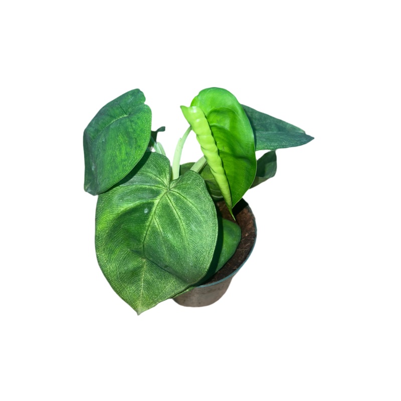 Syngonium ‘Ice Frost’ 4