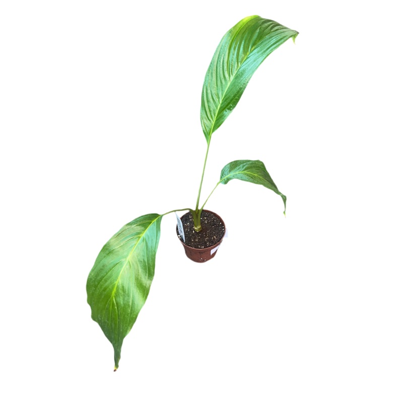 Tacca Integrifolia ‘Bat Plant White’ 4