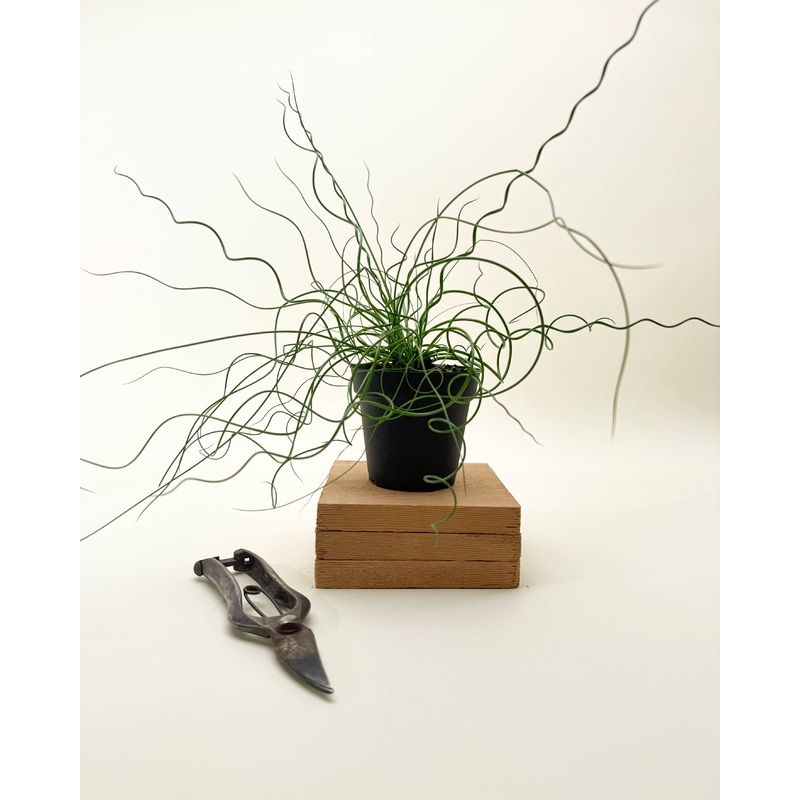 Juncus ‘Spiralis Twister’ (Corkscrew Plant) 4