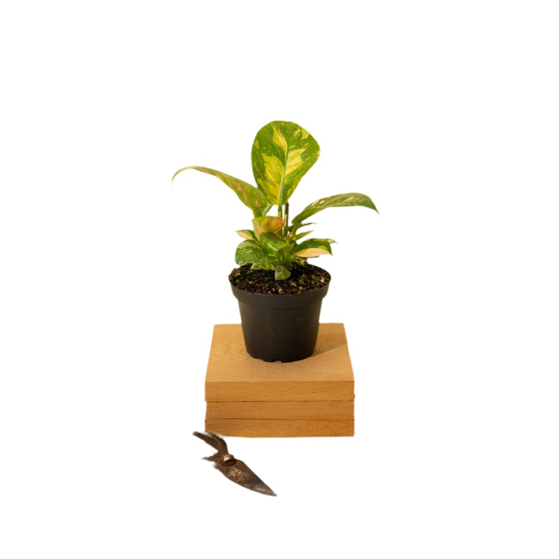 Philodendron Green Congo ‘Copper Flame’ 4
