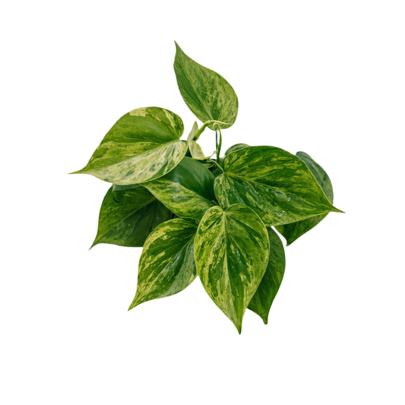 Variegated Philodendron Hederaceum Heart Leaf 4