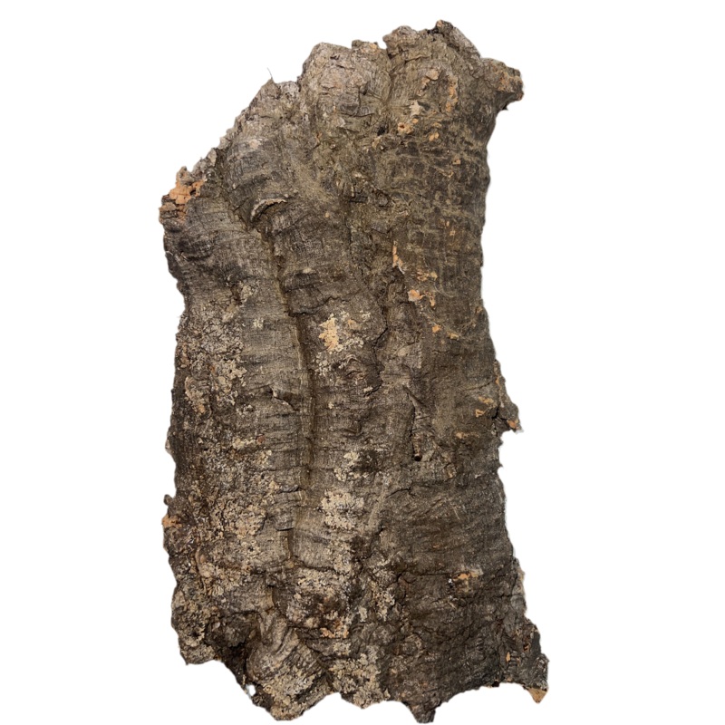 Large Cork Bark Flat 16-22