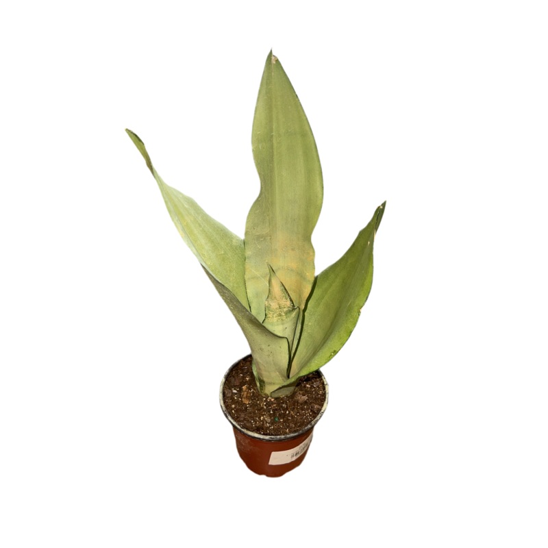 Sansevieria Moonshine|4″|6″