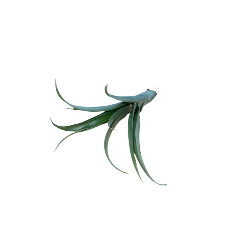 Tillandsia Flabellata