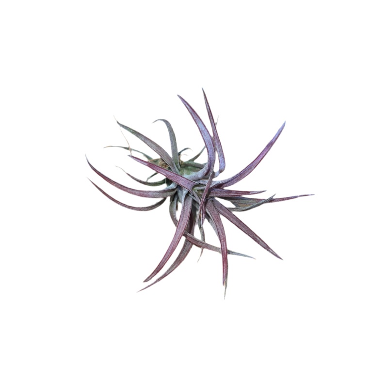 Tillandsia Schatzlii Red hybrid