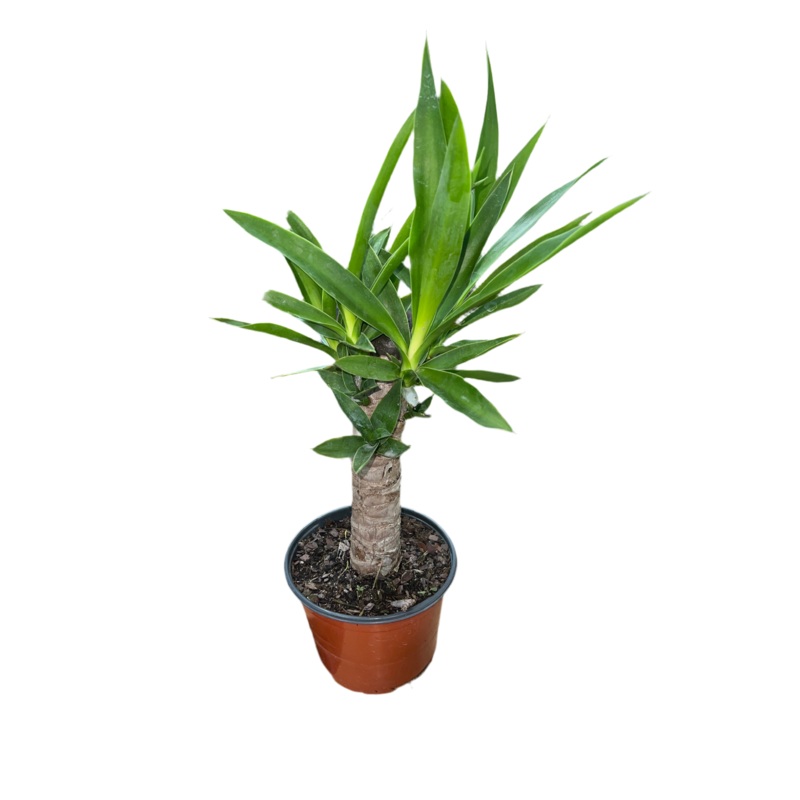 Yucca Cane 6