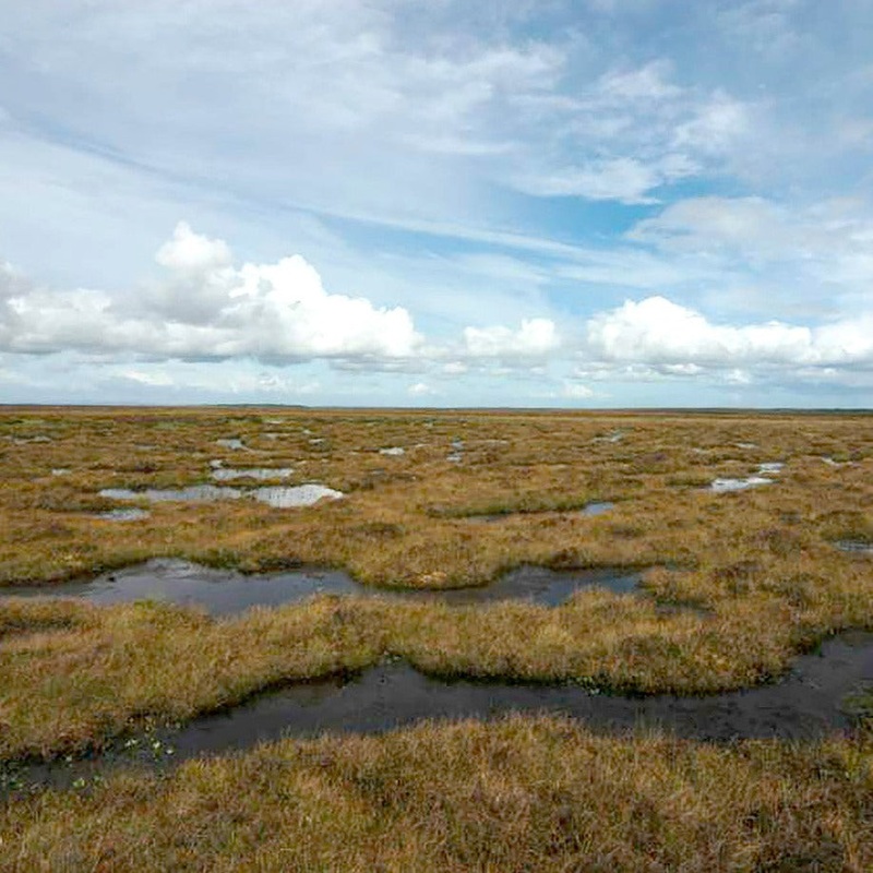 Adopt a Reserve: Munsary Peatlands in Caithness