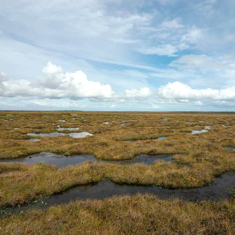 Adopt an Acre: Munsary Peatlands, Caithness