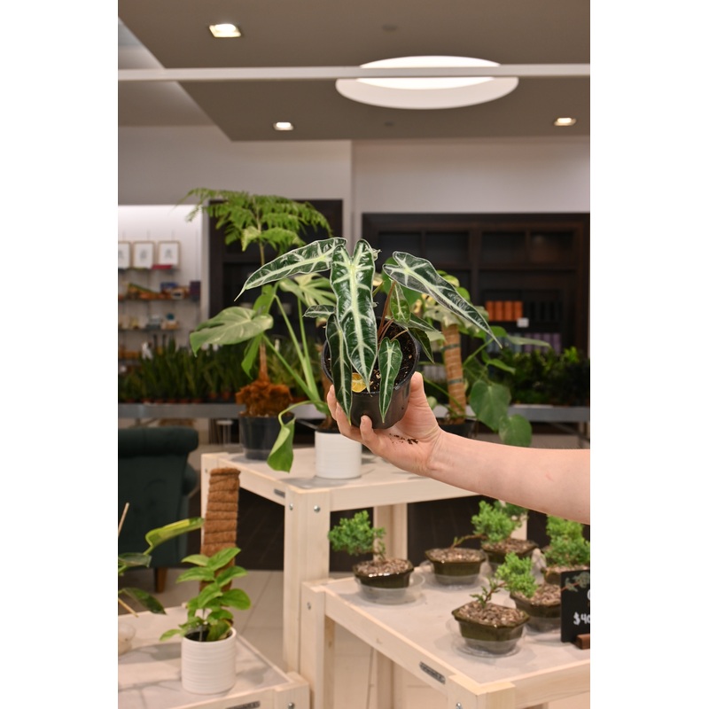 Alocasia Bambino|4″|6″