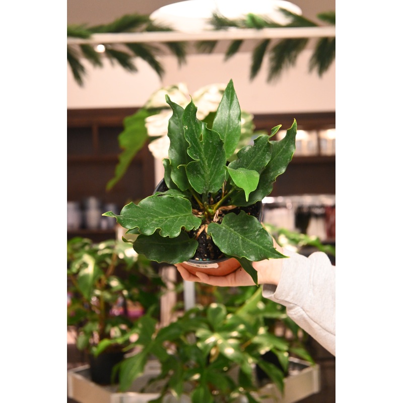 Anthurium Plowmanii var Fruffles