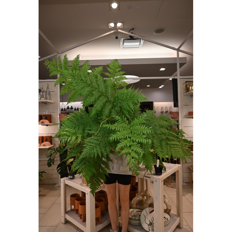 Australian Tree Fern|8″|10″|12″