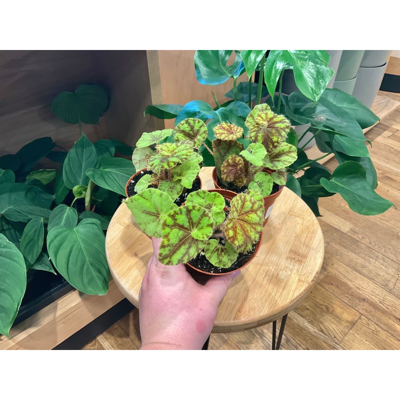 Begonia ‘Cowardly Lion’|4″