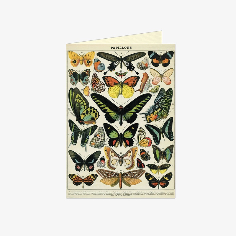 Butterflies Single Greeting Card/Envelope