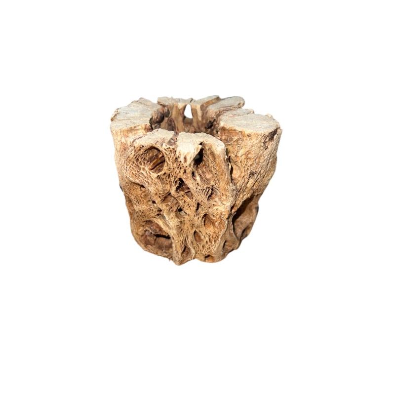Cholla Stump