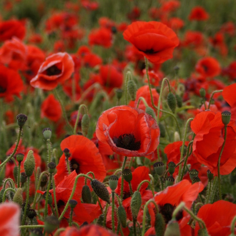 Common poppy (Papaver rhoeas)|Single Packet 2g|10g|100g|250g