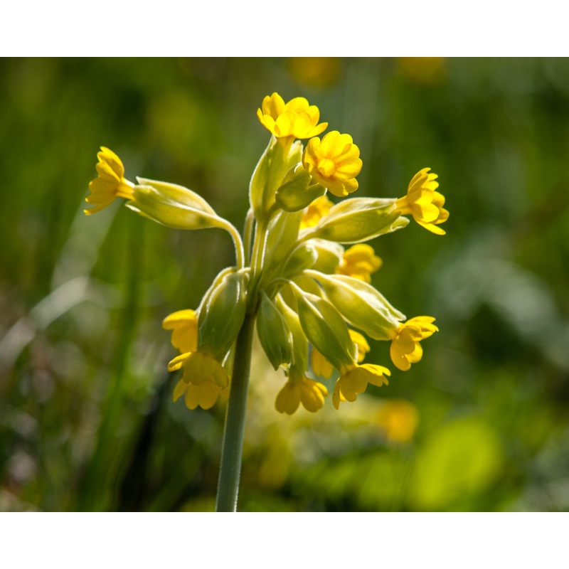 Cowslip (Primula veris)