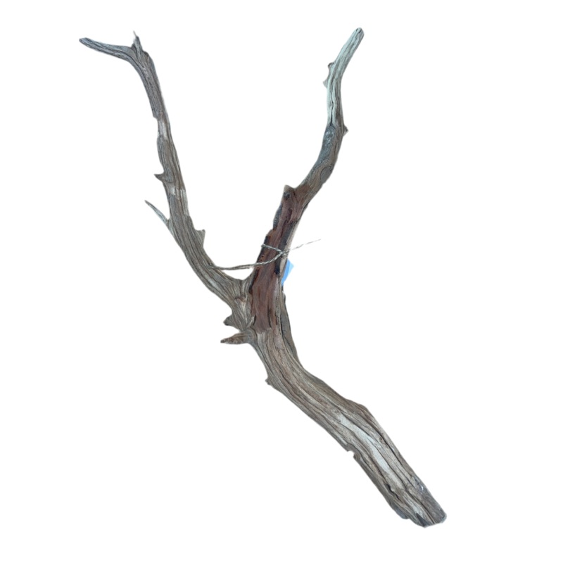 Ghost Wood Branches