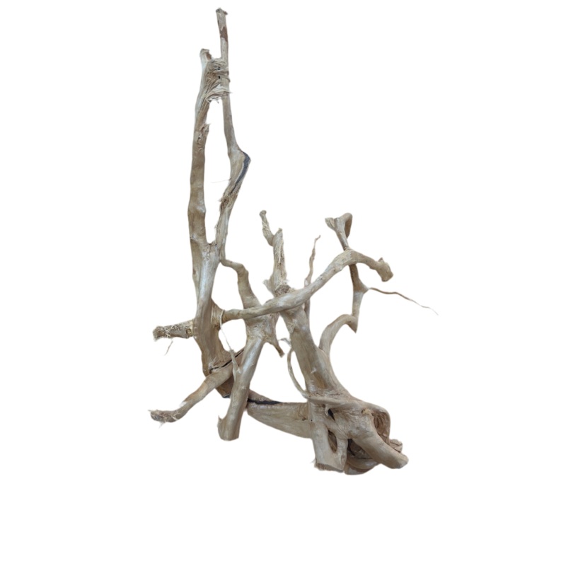 Hardwood Rootstock- Over 15