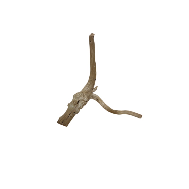 Hardwood Rootstock – Under 15