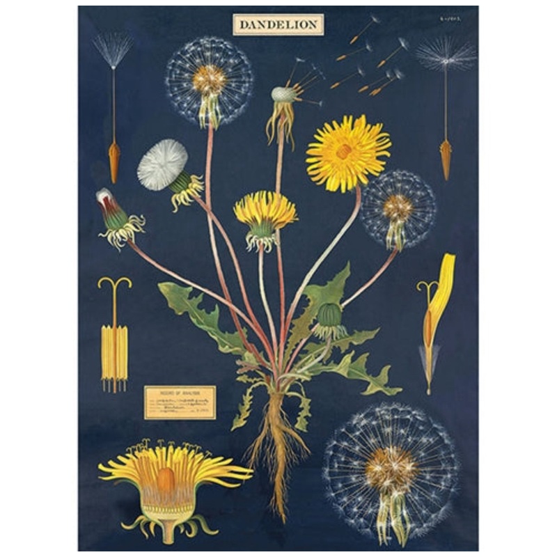 Make A Wish Greeting Card/Envelope