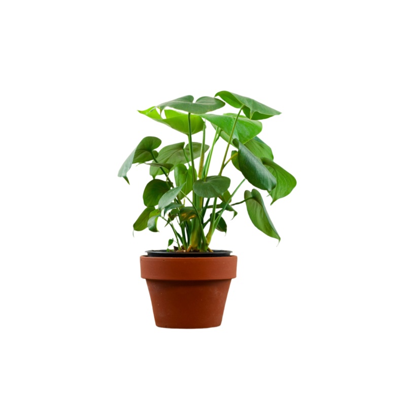 Monstera ‘Deliciosa’|4″|6″