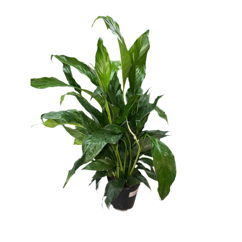 Peace Lily Domino 6