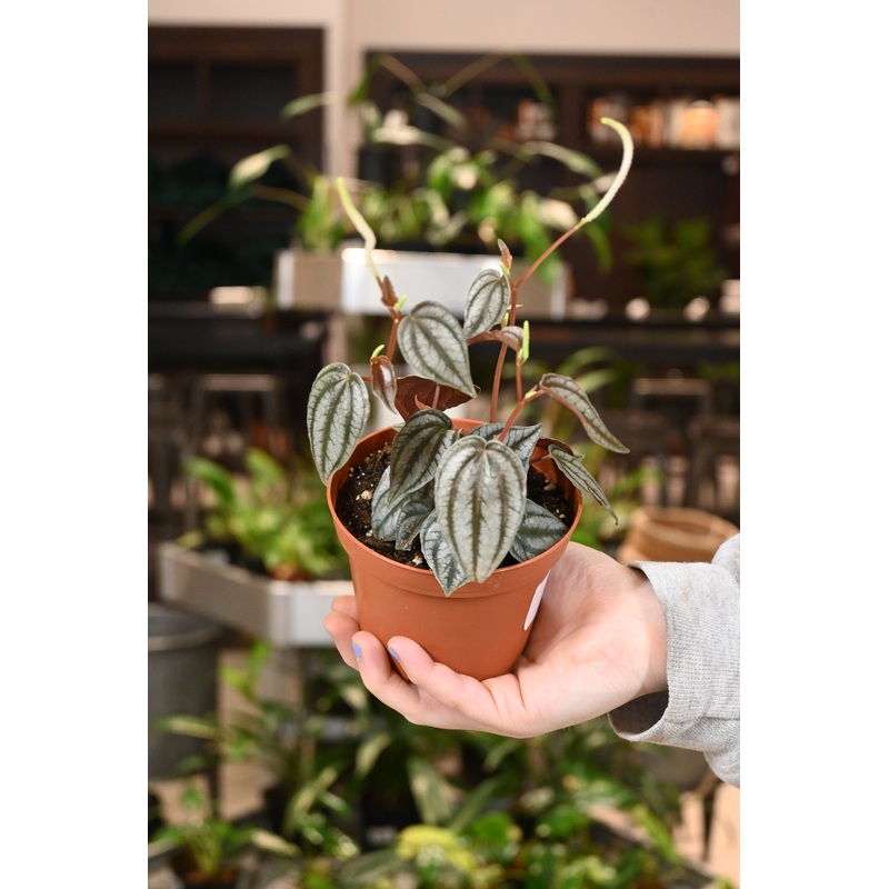 Peperomia Turboensis|4″