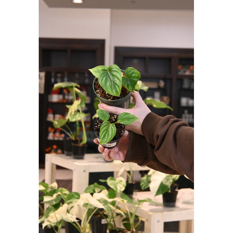Philodendron Plowmanii|4″