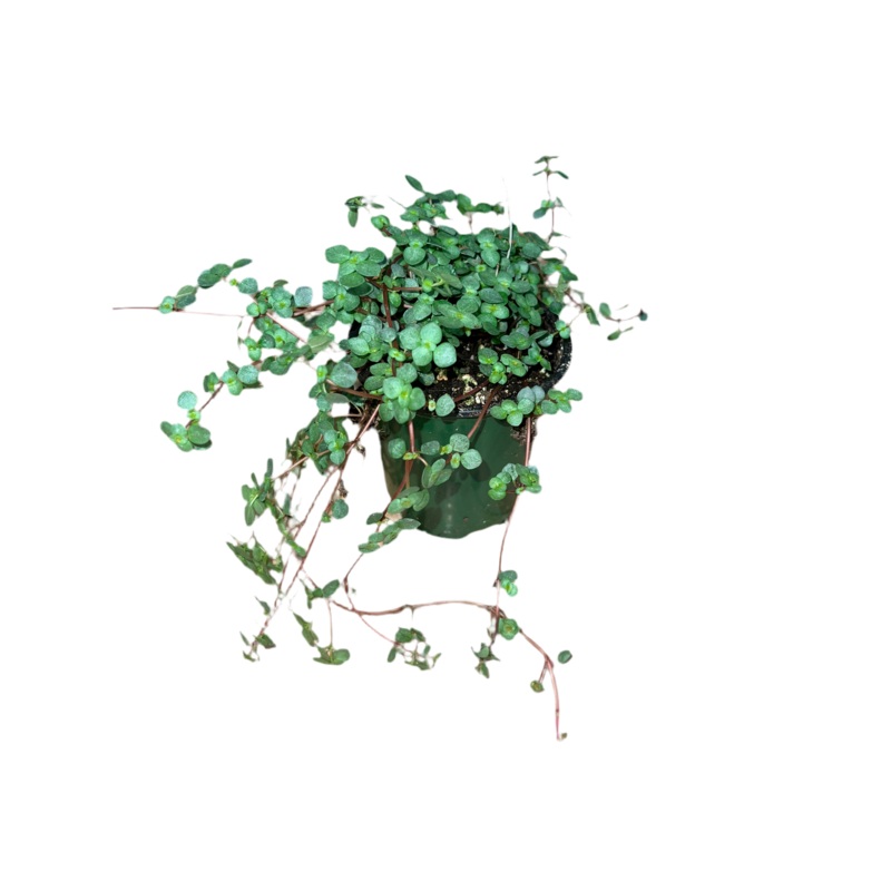 Pilea Aqua Marine 3.5