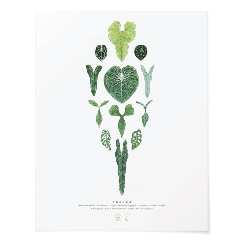 Print – Araceae