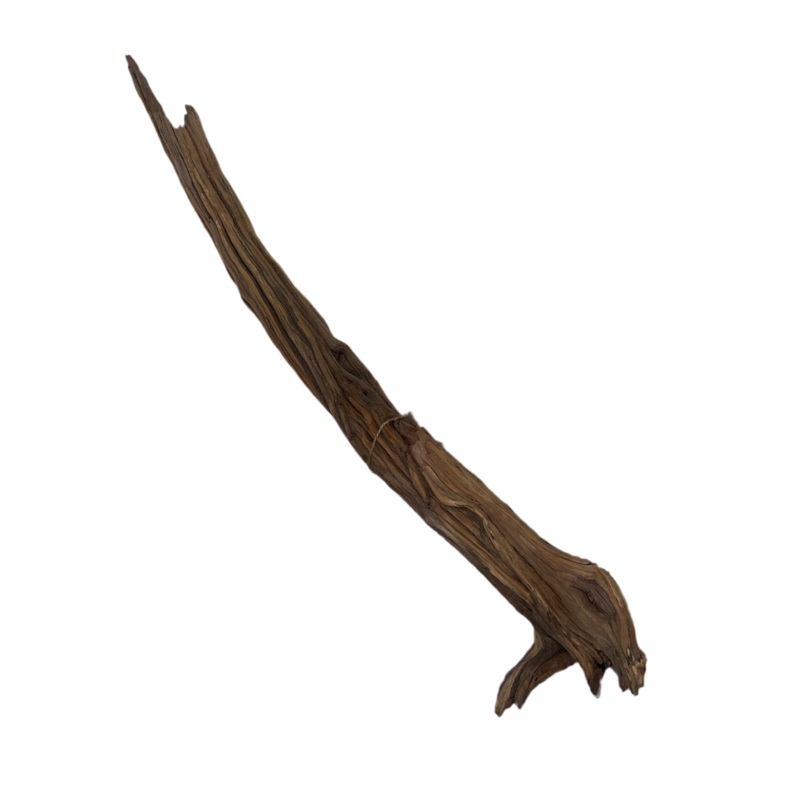 Rugged Manzanita- Large