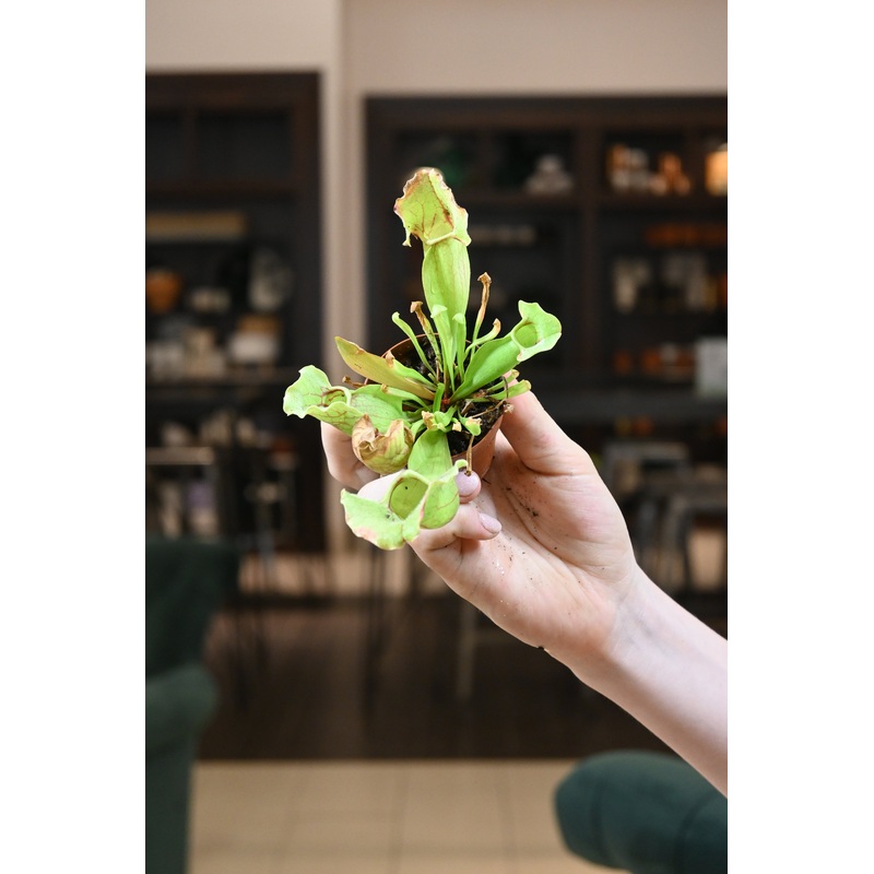 Sarracenia Assortment|2″