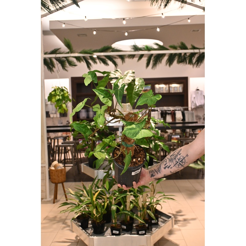 Syngonium Three Kings|3″|6″ on Pole