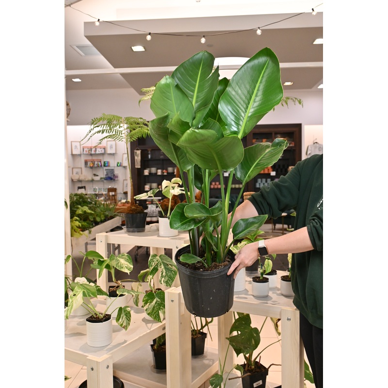 White Bird of Paradise|10″