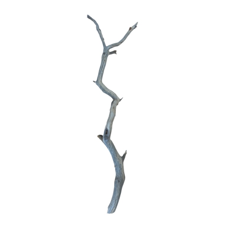 White Leaf Manzanita- Medium