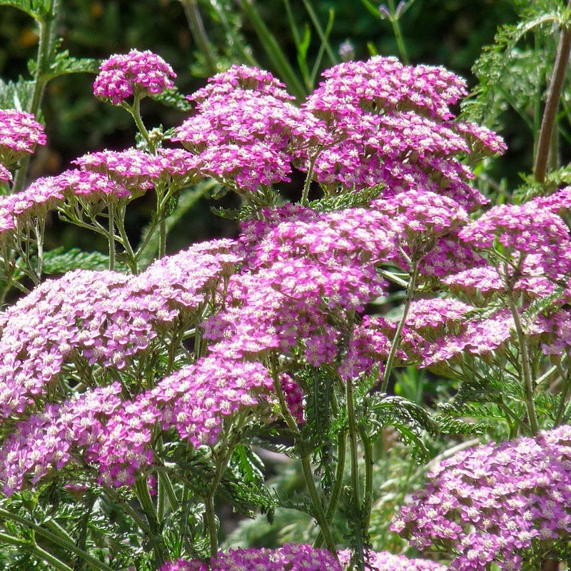 Achillea ‘Apfelblute’|2 litre
