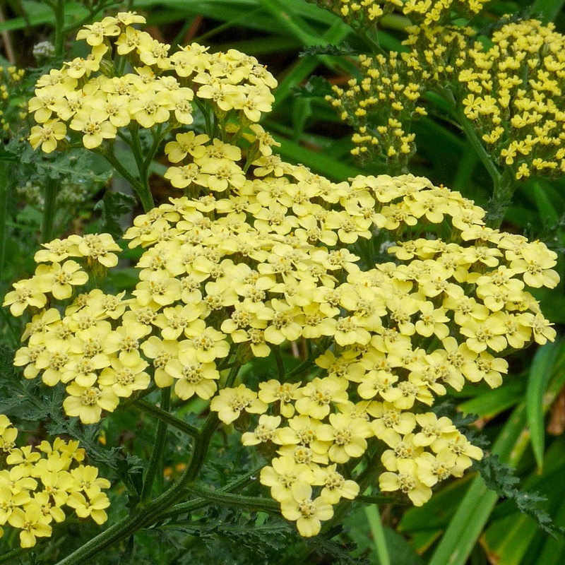 Achillea ‘Credo’|2 litre