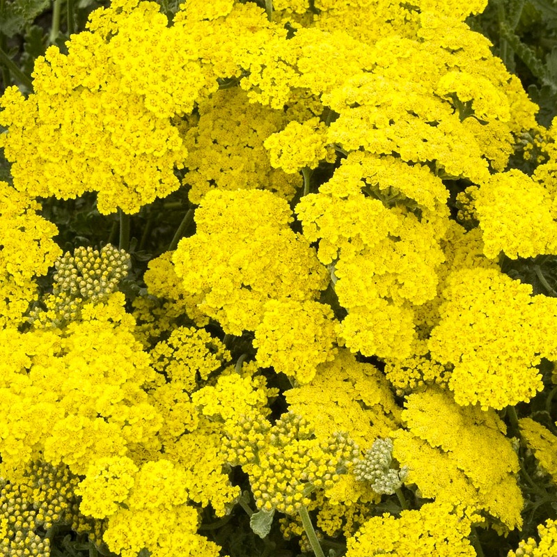 Achillea ‘Little Moonshine’|2 litre