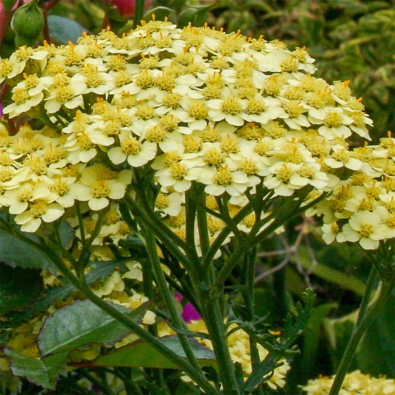 Achillea ‘Martina’|2 litre