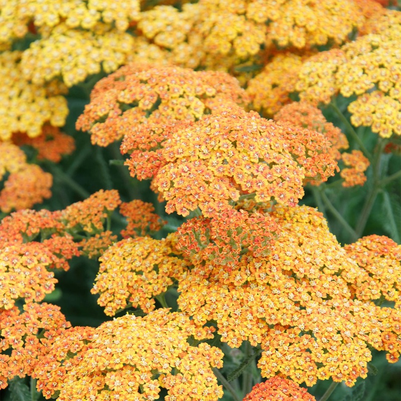 Achillea millefolium ‘Terracotta’