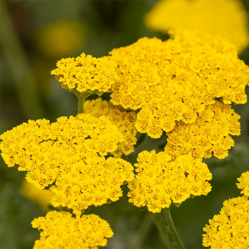 Achillea ‘Moonshine’|2 litre